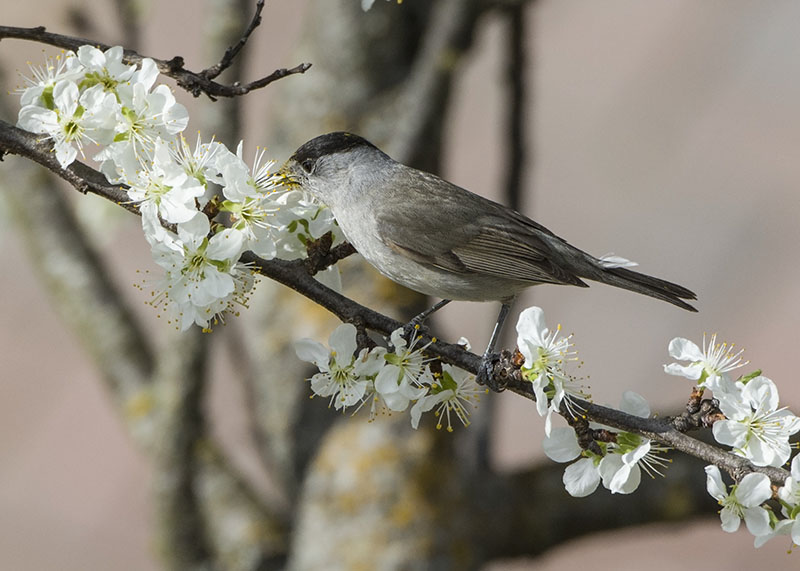 Capinera (Sylvia atricapilla) ♂ e ♀